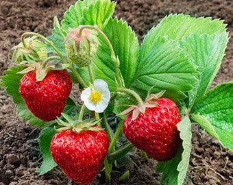 Organic Fort Laramie Strawberry, Strawberry Live, Starter Plant, Live Plants, Strawberry, Live Strawberry Plant, Strawberry Plants