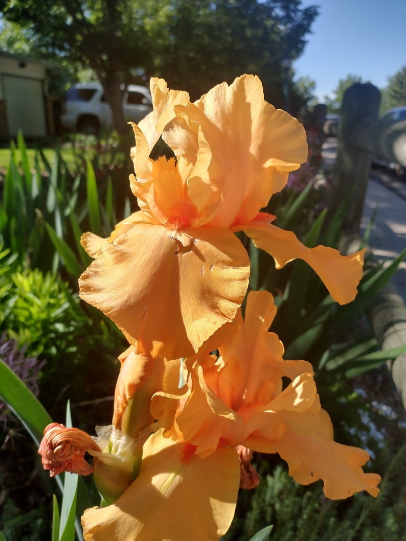 Op de afbeelding: Een close-up van een levendige oranje irisbloem in bloei. De bloemblaadjes zijn delicaat en gekruld, met een vleugje rood in het midden. De bloem wordt omringd door weelderig groen blad.