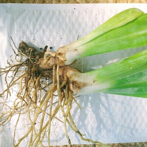 Op de afbeelding: Close-up van een plant met lange, groene bladeren en een dik, bruin wortelstelsel. De plant ligt op een wit oppervlak.