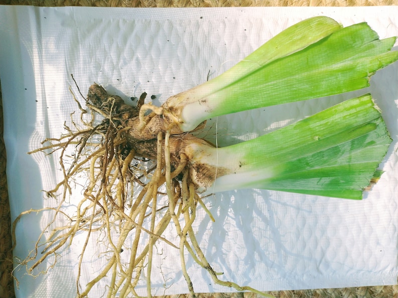 Op de afbeelding: Close-up van een plant met lange, groene bladeren en een dik, bruin wortelstelsel. De plant ligt op een wit oppervlak.