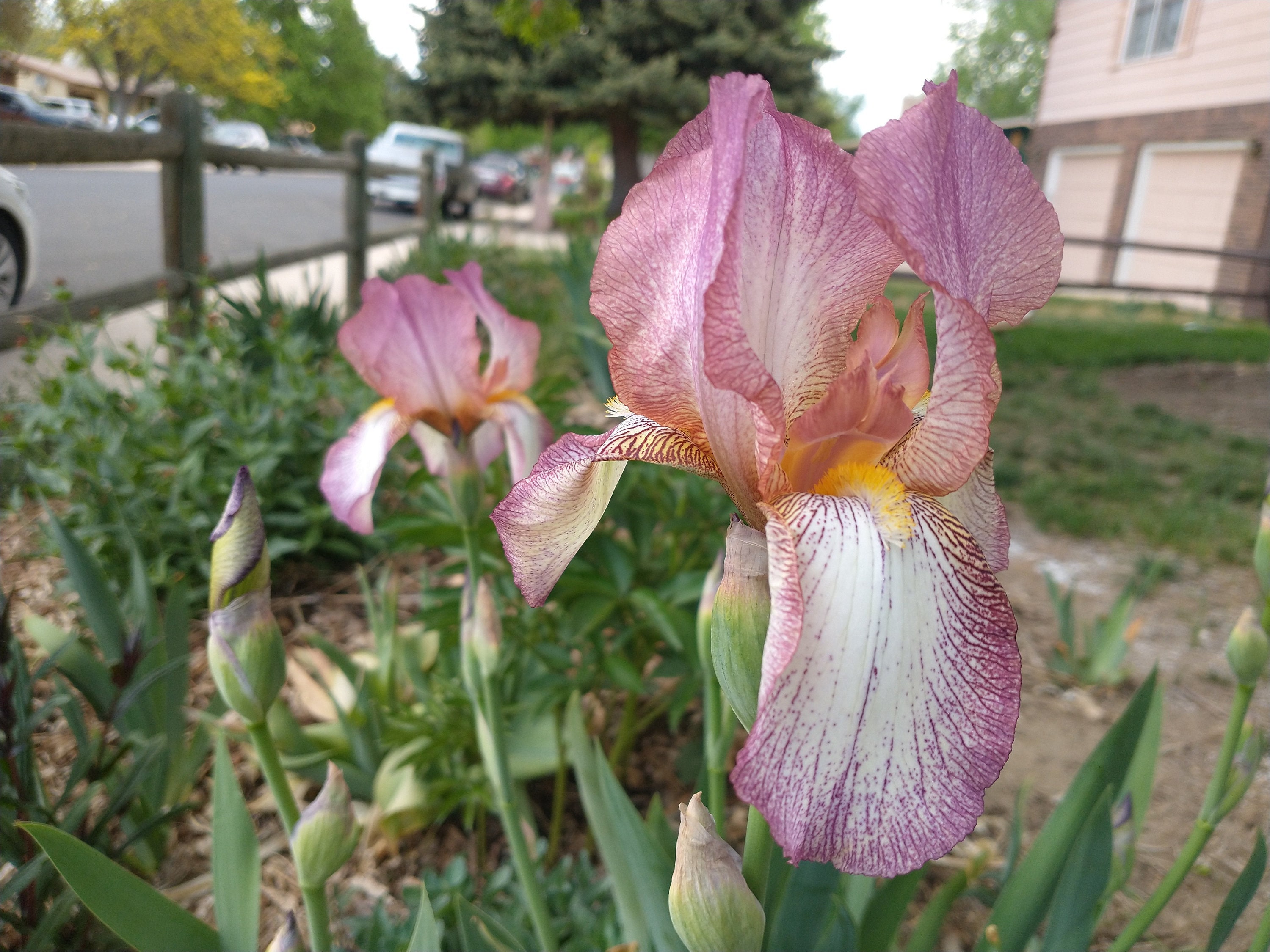 Fragrant Flower, Starter Perennial Plant, Live Plants, Iris, Iris Plant, Bearded Iris, Iris Flower, Starter Plants
