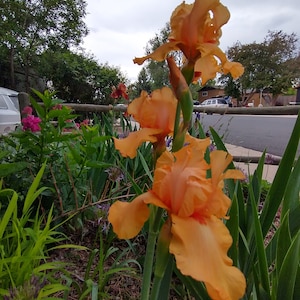 Op de afbeelding: Close-up van een groep oranje irissen in bloei. De bloemen staan in een tuin met groen blad en bruine mulch.