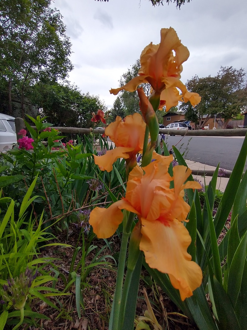 Op de afbeelding: Close-up van een groep oranje irissen in bloei. De bloemen staan in een tuin met groen blad en bruine mulch.