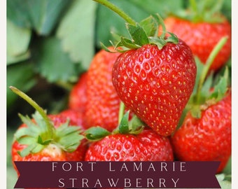 Organic Fort Laramie Strawberry, Strawberry Live, Starter Plant, Live Plants, Strawberry, Live Strawberry Plant, Strawberry Plants