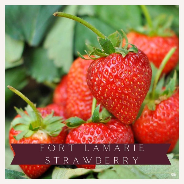 Organic Fort Laramie Strawberry, Strawberry Live, Starter Plant, Live Plants, Strawberry, Live Strawberry Plant, Strawberry Plants