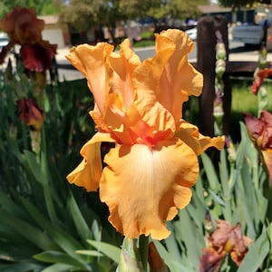 Op de afbeelding: Een enkele oranje irisbloem in bloei met groen blad en knoppen. De bloem heeft een gekrulde uitstraling en is scherp. De achtergrond is wazig en toont een groen gazon en een huis.