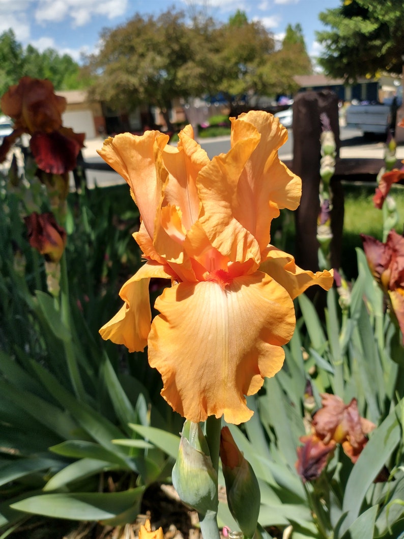 Op de afbeelding: Een enkele oranje irisbloem in bloei met groen blad en knoppen. De bloem heeft een gekrulde uitstraling en is scherp. De achtergrond is wazig en toont een groen gazon en een huis.