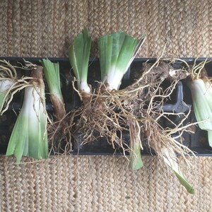 Op de afbeelding: Close-up van zes groene irisplanten-divisies met wortels, klaar om te planten. De divisies bevinden zich in een zwarte plastic bak op een geweven bruin oppervlak.