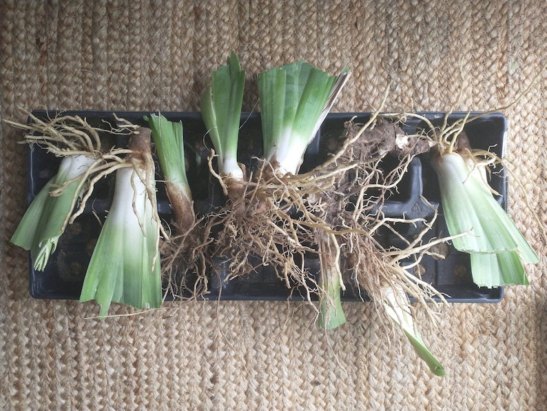 Op de afbeelding: Close-up van zes groene irisplanten-divisies met wortels, klaar om te planten. De divisies bevinden zich in een zwarte plastic bak op een geweven bruin oppervlak.
