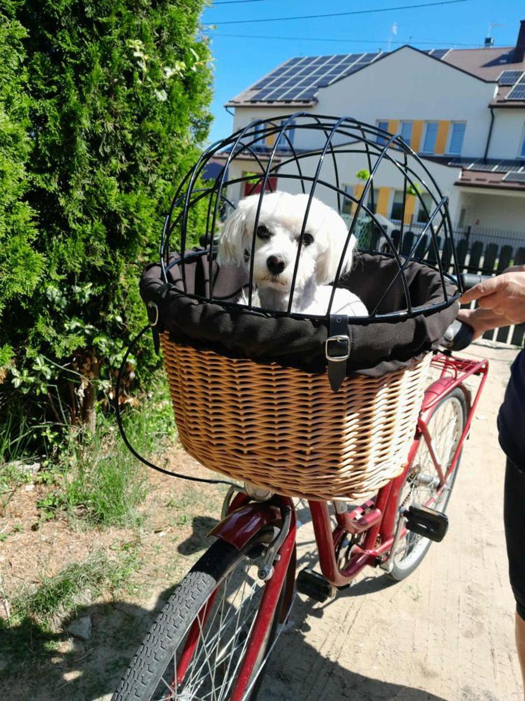 Handwoven Bicycle Basket for Animals in NATURAL Color, Wicker Bicycle ...