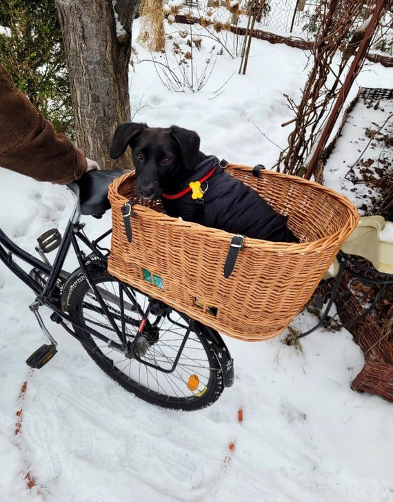 Diy dog bike basket discount