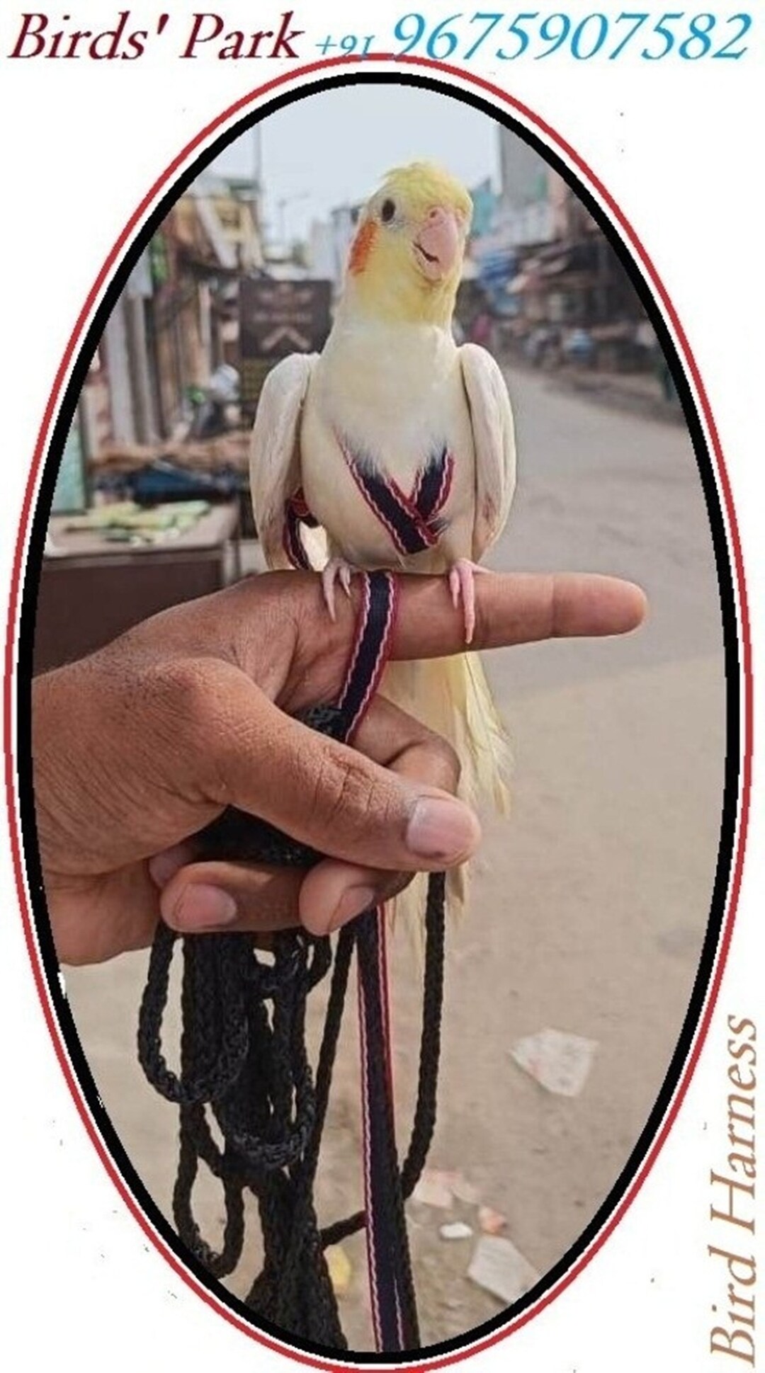 Cockatiel Harness Bird Harness Good for Cockatiel for Etsy