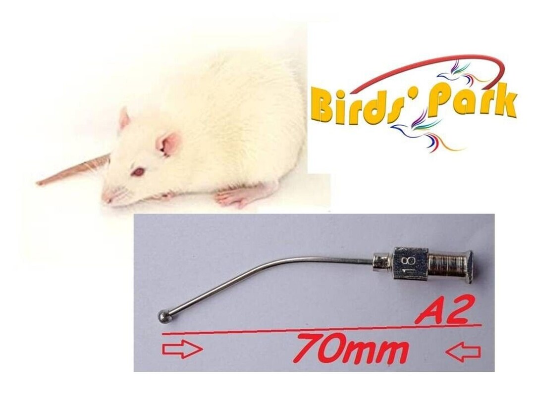 Oral Gavage Needle Ball Tip Curve Size18gx70mm 2 Pcs Good Etsy