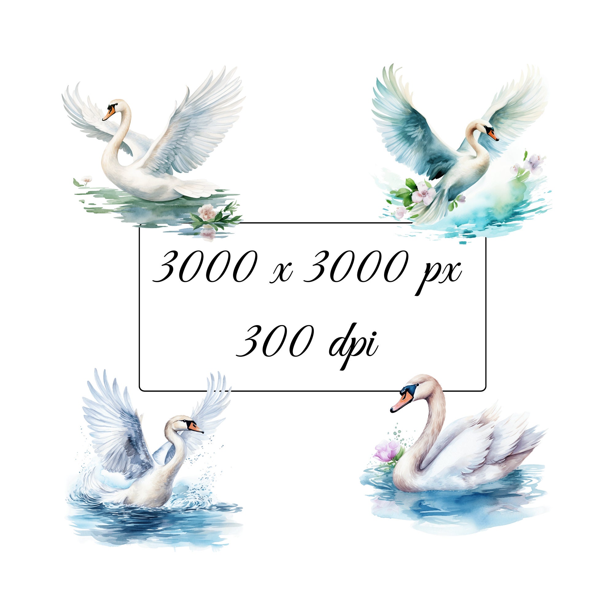 Swan Clipart Set: 12 High Quality Pngs, Watercolor Swans Clip Art Card ...
