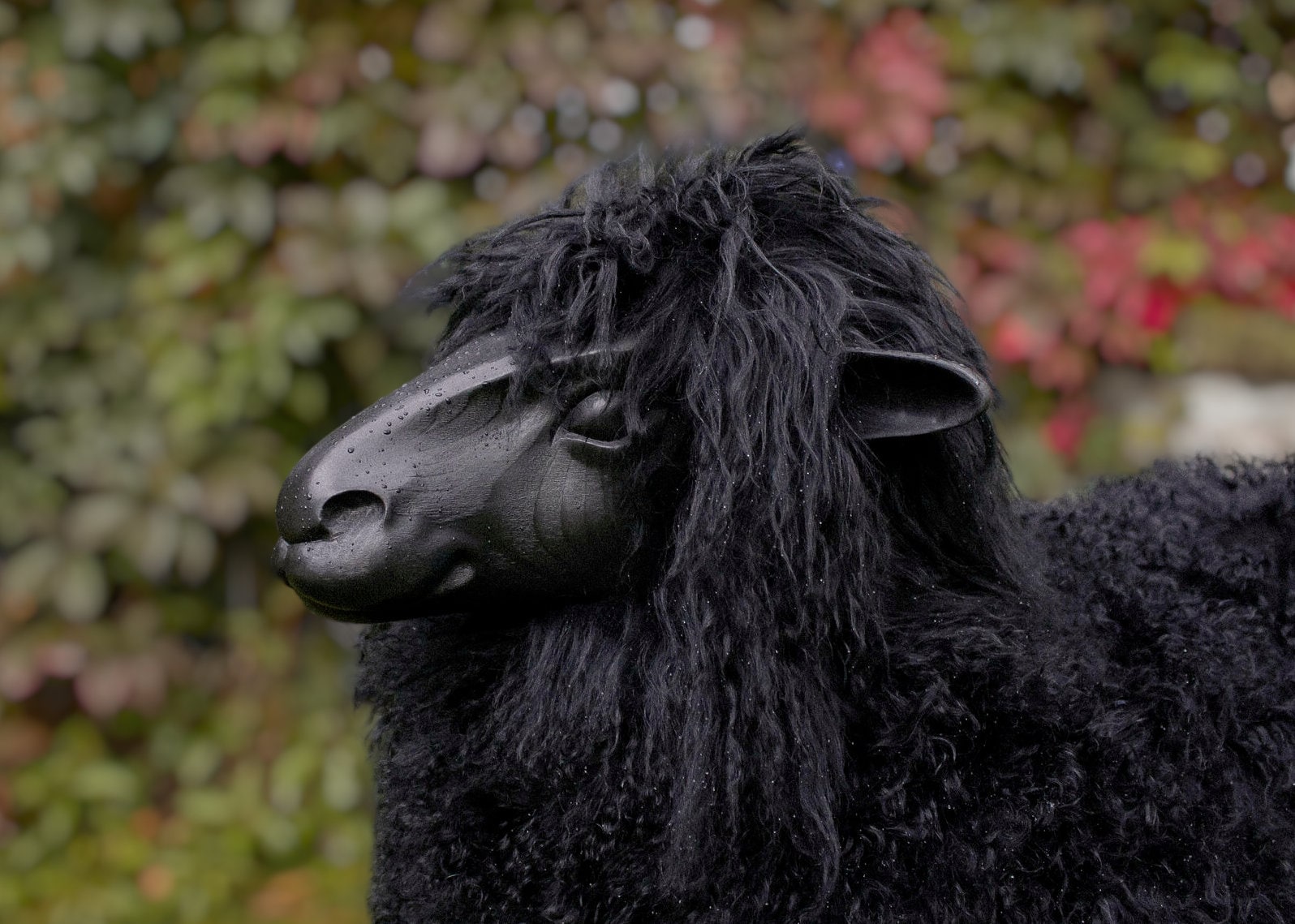 DimMoire Beloved sheep ロンT BLACK Sponsor ~ A ~ Sheep | Full Circle Wool