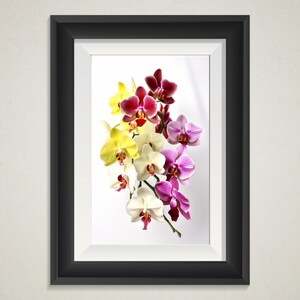 Orquídeas multicolores, arte de pared, flores, decoración del hogar, foto de naturaleza elegante y sencilla, arte digital