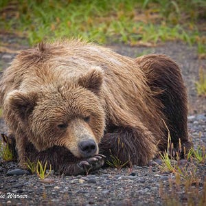 Sleeping Bear
