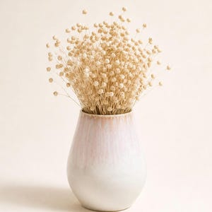 Op de afbeelding: Een witte keramische vaas met een roze ombre-effect bevat een bos gedroogde, beige bloemen. De vaas heeft een afgeronde vorm en een gladde, glanzende afwerking. De bloemen hebben kleine, ronde zaadhoofdjes.
