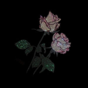 Puede incluir: Dos rosas brillantes con pétalos rosas y blancos y hojas verdes sobre un fondo negro.