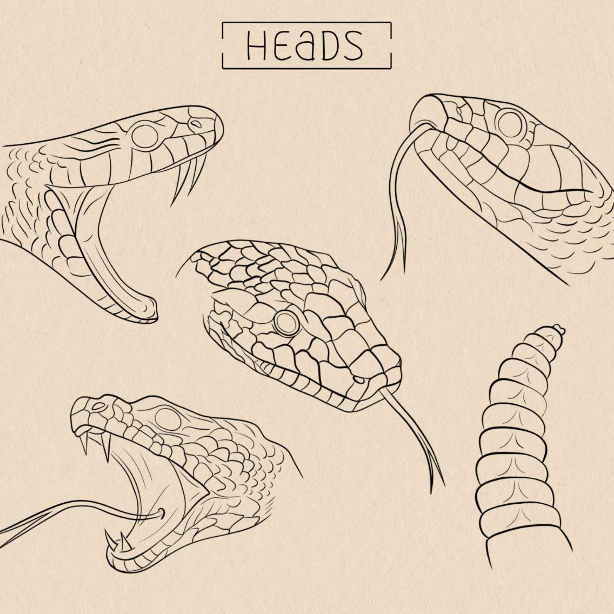 50 Snake Brushes Procreate Snake Scale Brush Set Procreate Snake Body