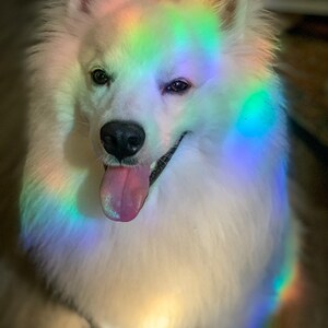 May include: A white fluffy dog with a rainbow prism light reflecting on its fur. The dog is looking at the camera with its tongue sticking out.