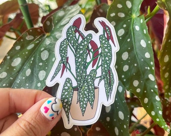 Begonia Maculata Potted Plant Sticker | Laminated Sticker | Water Resistant