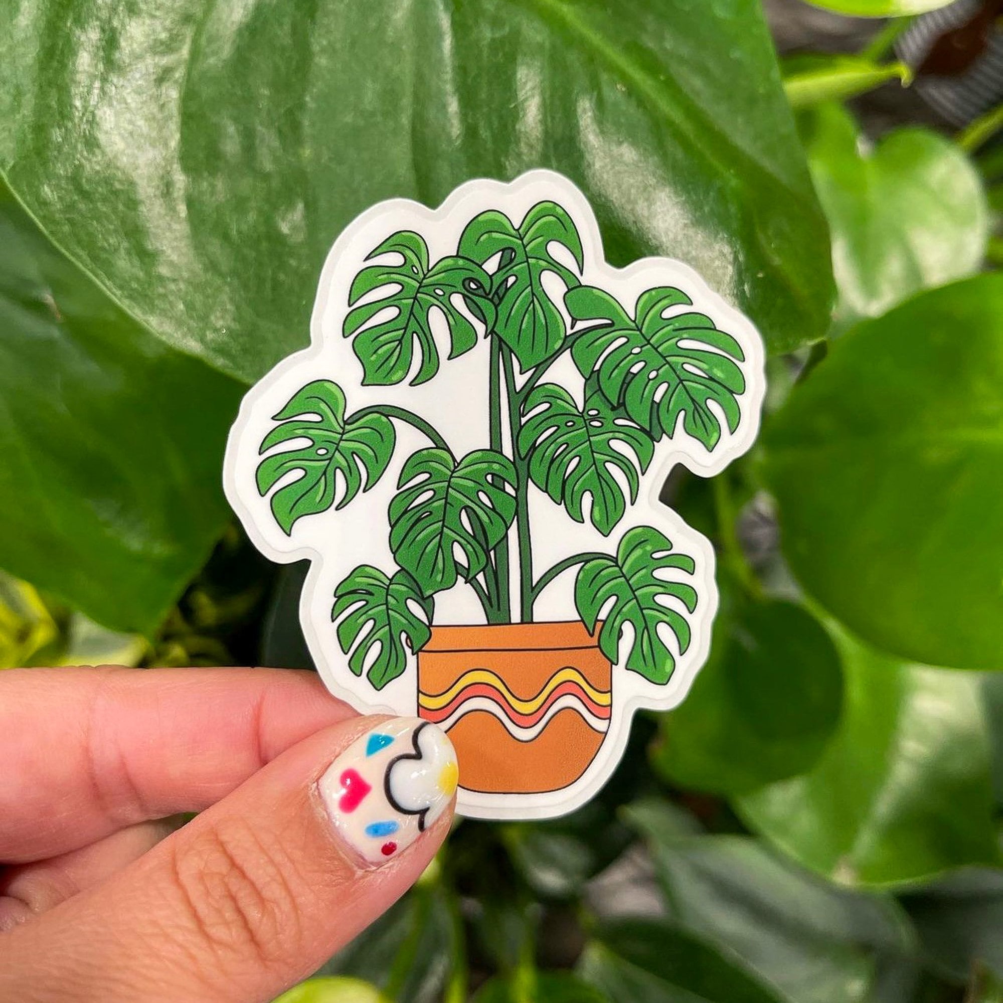 Pilea Monstera Plant - Etsy
