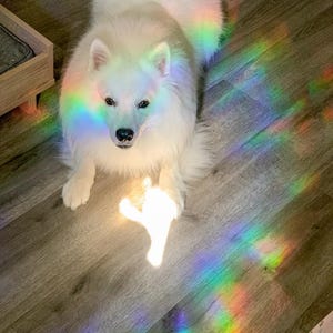 May include: A white fluffy dog with a rainbow prism reflection on the wooden floor. The dog is sitting with its paws crossed and looking directly at the camera.
