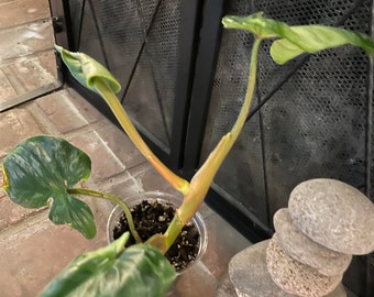 Philodendron mameii  TOP cutting