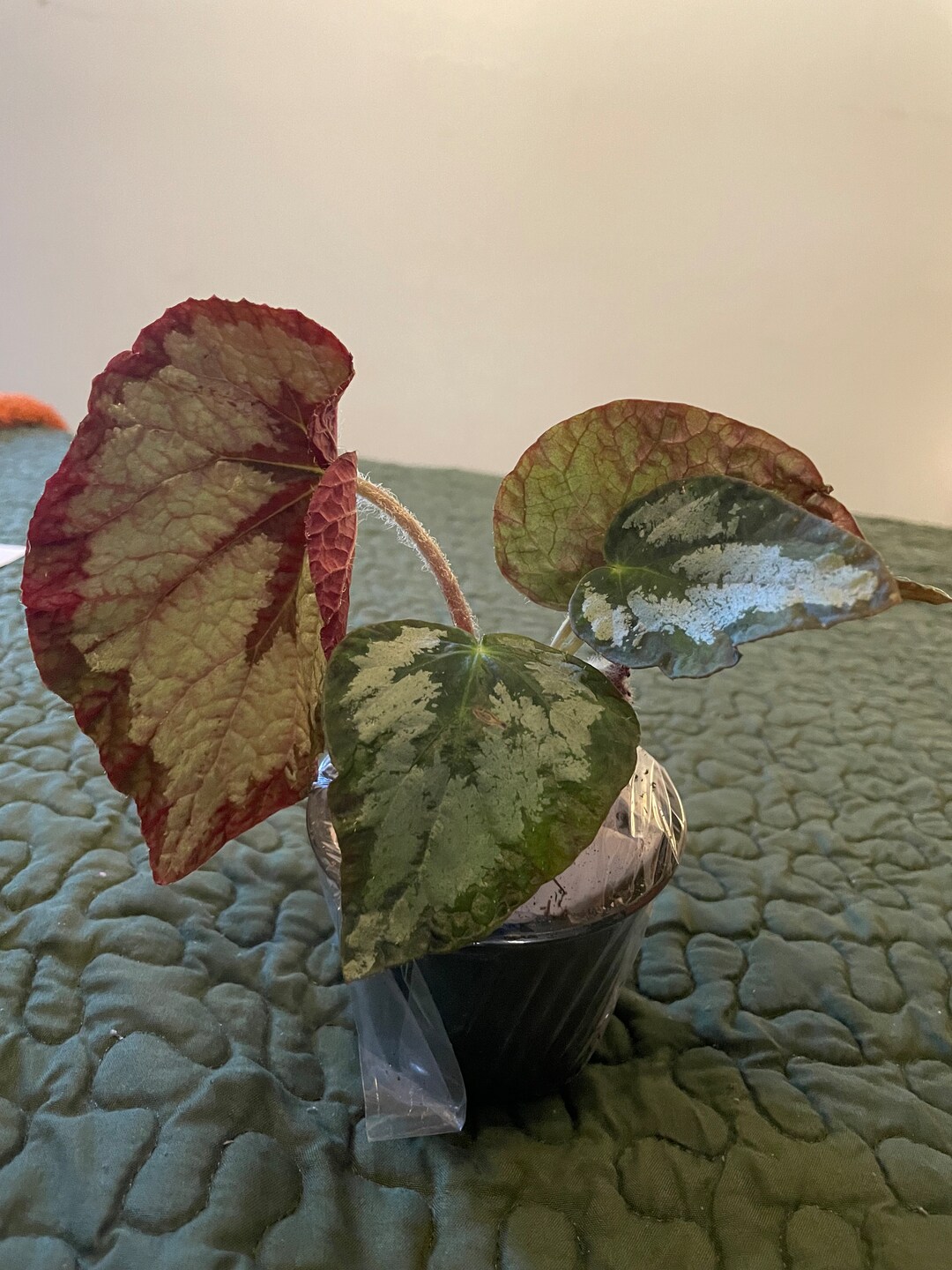 A Elephant Ear Begonia With Stunning Colors. This Shade Loving Etsy