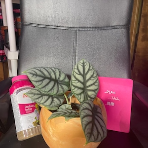 Silver dragon alocasia