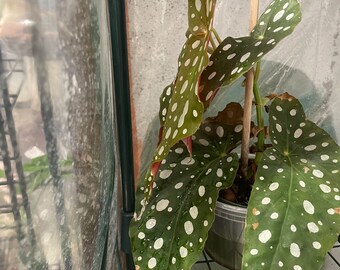 Rex begonia polka dot