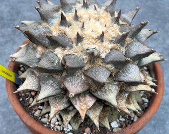 10 pcs.  Ario Species Cactus Mix | Live Rock Stone Plant Seeds