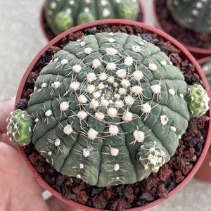 10 Pcs. Gymnocalycium Ragonesii Cactus Seeds