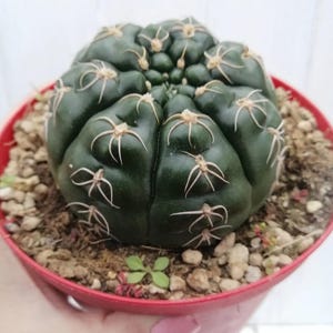 10 Pcs. Gymnocalycium Denudatum Cactus Seeds   (Rare Cactus Seeds, Cacti Seeds)