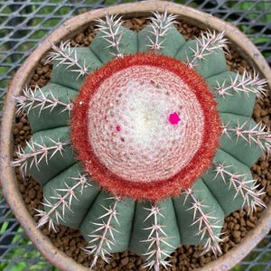 20 - 500 piezas Semillas de cactus Melocactus matanzanus