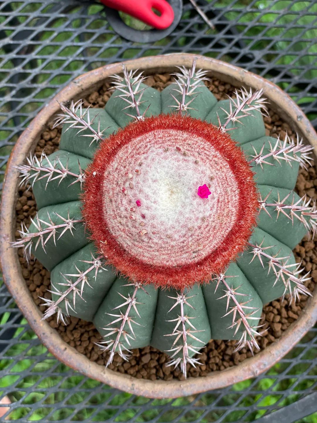 Melocactus - Etsy 日本