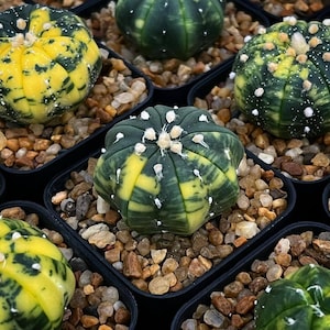 Puede incluir: Primer plano de un grupo de pequeños cactus redondos, verdes y amarillos con espinas blancas. Los cactus están en macetas de plástico negro con pequeñas piedras marrones.