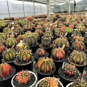 Puede incluir: Una colección de cactus coloridos en pequeñas macetas negras. Las plantas de cactus están dispuestas en filas y todas están en diferentes etapas de crecimiento.