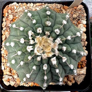 10 Pcs. Gymnocalycium Vatteri Cactus Seeds  (Rare Cactus Seeds, Cacti Seeds)