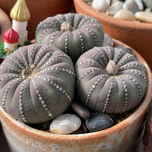 Semillas de Frailea Asteroides / Castanea 20 piezas - (semillas de cactus raras - rara vez se ofrecen)