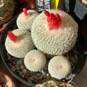 Epithelantha Micromeris 10 semillas frescas de cactus (semillas de cactus raras)
