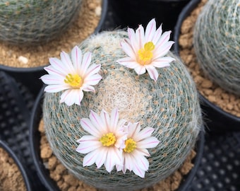 Buy Mammillaria Boelderliana 6 Cactus Seeds Online in India - Etsy