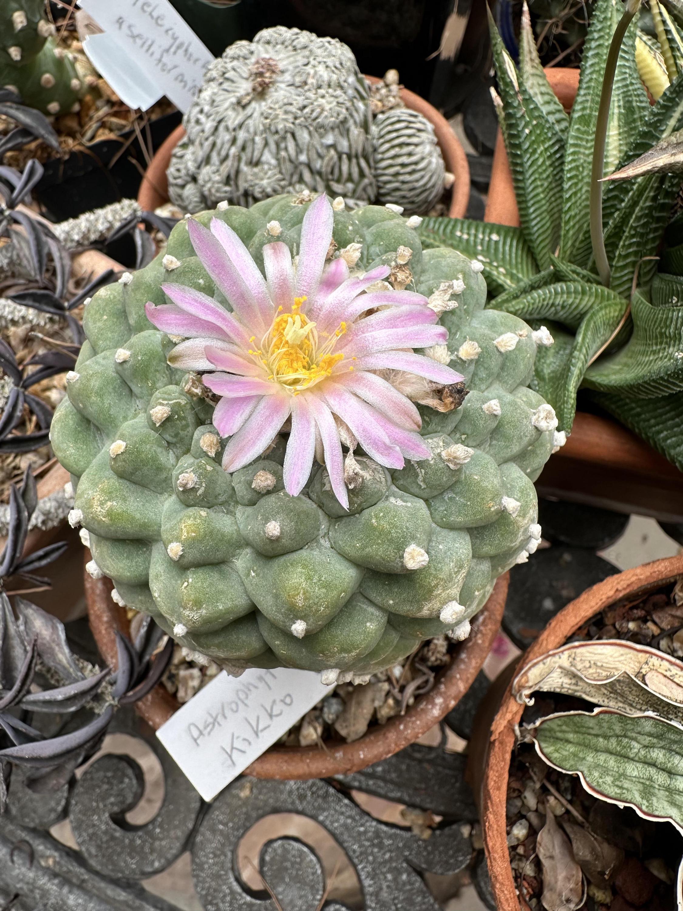 Rare astrophytum - Etsy 日本