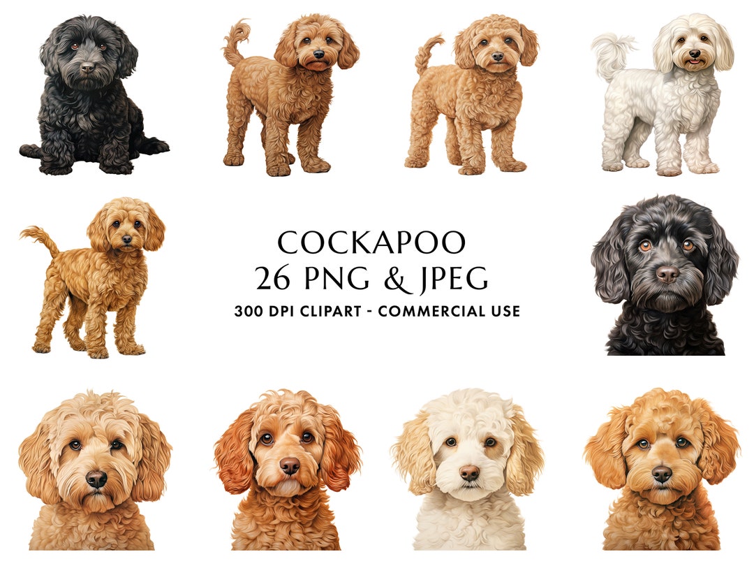 Watercolor Cockapoo Clipart Bundle 26 High Quality PNG & JPEG, Gift for ...