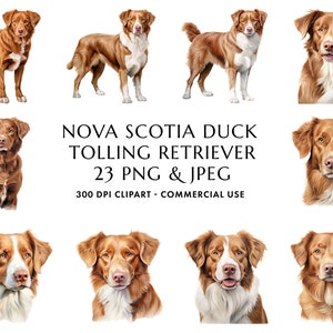Aquarell Nova Scotia Duck Tolling Retriever Clipart Bundle 23 hochwertige PNG & JPEG, Geschenk für Hund Mama und Papa, digitaler Download