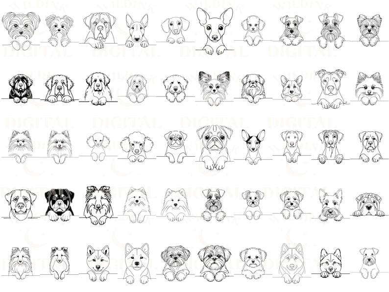 May include: Black and white line drawings of various dog breeds, each looking over a surface, with their paws resting on the surface. The dogs are all facing forward and have a variety of expressions.