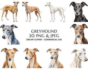 Puede incluir: Un conjunto de ilustraciones digitales de 20 imágenes de perros galgos en varias poses y colores. Las imágenes son de 300 DPI y aptas para uso comercial. El texto "GREYHOUND 20 PNG & JPEG 300 DPI CLIPART - COMMERCIAL USE" se muestra debajo de las imágenes.