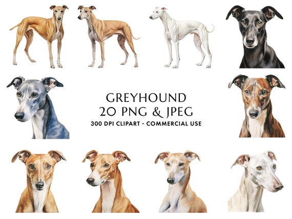 Watercolor Greyhound Clipart: 20 PNG & JPEG Dog Graphics (Digital Download)