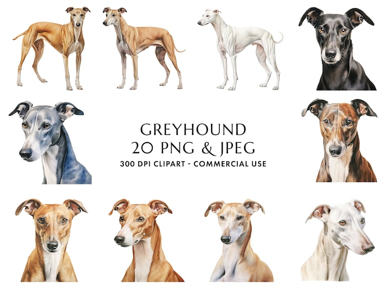 Puede incluir: Un conjunto de ilustraciones digitales de 20 im&aacute;genes de perros galgos en varias poses y colores. Las im&aacute;genes son de 300 DPI y aptas para uso comercial. El texto "GREYHOUND 20 PNG & JPEG 300 DPI CLIPART - COMMERCIAL USE" se muestra debajo de las im&aacute;genes.